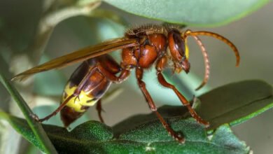 صورة توضيحية - Officials issue warning as insect with fatal sting invades tourist hotspot Its most likely that it arrived via maritime cargo transpo