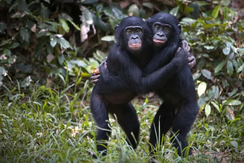 Bonobos Hugging