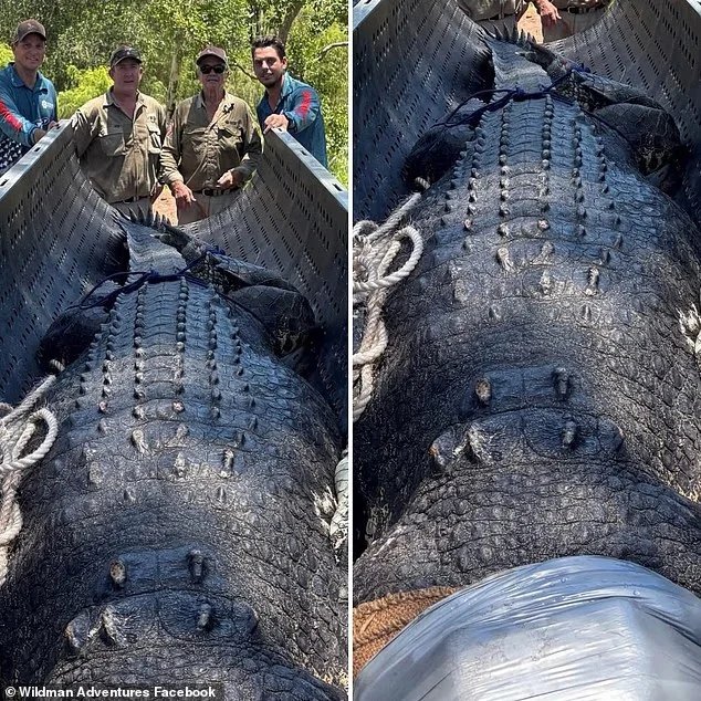 The enormous reptile was captured on January 5 from a creek feeding into the popular falls inside Litchfield National Park after authorities deemed it a serious threat to public safety during the wet season